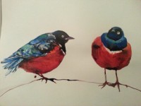 Scarlet Chested Sun Birds